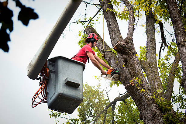 How Our Tree Care Process Works  in Bee Ridge, FL